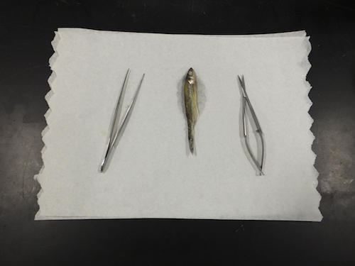 Caleb Gravel '19 Researches Genetics of the Smelt in Sebago Lake