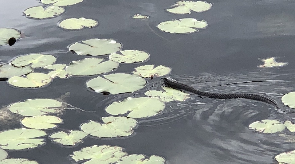Water Snake