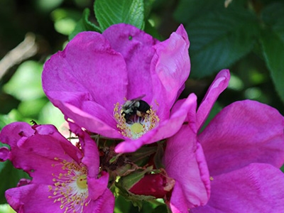 Community-Based Learning 2 A bee pollinating an old fashioned bright pink rose