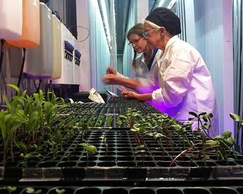 Two scientists in lab coats work with plants in a controlled environment, likely a research facility. One adjusts equipment while the other tends to the seedlings, showcasing the future of farming through their commitment to agricultural innovation. Saint Joseph's College of Maine