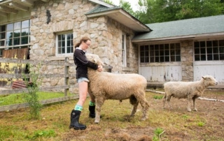 Lady &Amp; The Ram 7 A lady wearing boots and shorts holds a ram in front of a stone building, with another sheep nearby on a grassy area. Saint Joseph's College of Maine