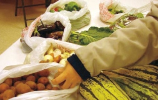 Growing At Saint Joe’s 9 Person reaching for fresh produce on a table at Saint Joe's, including growing squashes, leafy greens, and potatoes, all placed in plastic bags. Saint Joseph's College of Maine