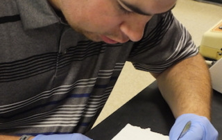 Caleb Gravel ’19 Researches Genetics Of The Smelt In Sebago Lake 6 A person wearing blue gloves dissects a small smelt on a white paper surface using dissection tools, as part of research into genetics. Saint Joseph's College of Maine