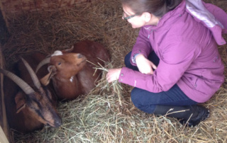 Carmina Chapp, Farming And Faith 8 Carmina Chapp, clad in a purple jacket, kneels on straw inside a wooden shed, feeding hay to two resting goats—a serene moment of faith and farming. Saint Joseph's College of Maine