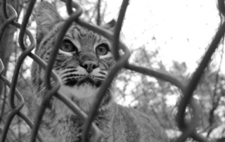 Digital Photography Goes Social 5 Black and white photo of a bobcat behind a chain-link fence, looking through the gaps with a focused expression. Trees are visible in the background. The digital photography captures the essence of wildlife isolation, evoking a poignant social commentary on habitat encroachment. Saint Joseph's College of Maine