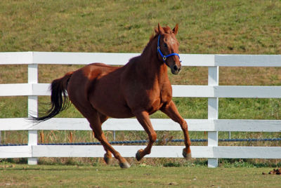 Horse galloping through field