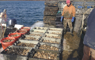 In It For The Long Haul: Lane Hubacz '09 6 A fisherman stands on a boat surrounded by crates and baskets filled with freshly harvested oysters, with water and shoreline in the background, embodying the spirit of the long haul. Saint Joseph's College of Maine