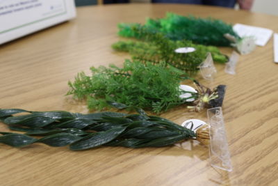 Models of Invasive Species