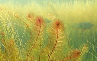 Maine Milfoil Initiative Celebrates Publication Of Free Guide 4 Cover of the free guide "Maine Citizens' Guide to Invasive Aquatic Plant Management" featuring underwater plants and fish, brought to you by the Maine Milfoil Initiative. Saint Joseph's College of Maine