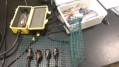 Brooke Murch ’18 Conducts Scientific Sensor Research At Wells National Estuarine Research Reserve 3 Mussel research using the Hall effect sensor