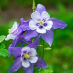 Success Stories From Students, Staff, And Alum Are Featured In New Online Magazine 3 blue columbine