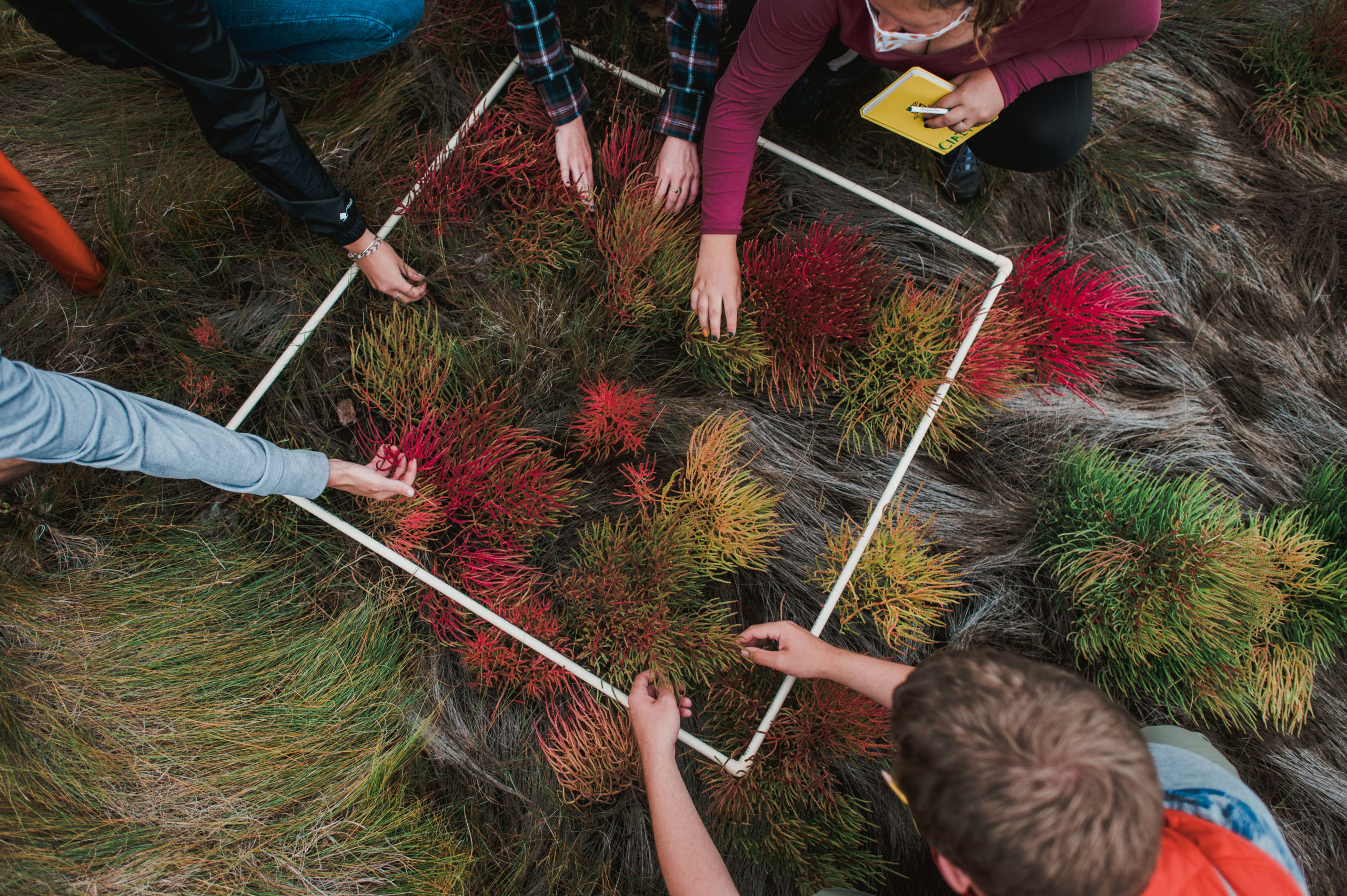 Science Programs 3 People examining vegetation within a square plot framed by a white PVC pipe, some holding notebooks. Saint Joseph's College of Maine