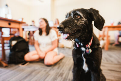 A black dog with a collar sits indoors on a carpeted floor, while people, slightly out of focus, are seated at tables and on the floor in the background. Saint Joseph's College of Maine