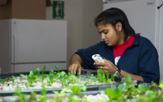 Aquaponics: The Wave Of The Future? 3 A person tends to plants in an indoor aquaponic system, wearing a dark jacket and red shirt, and holding a small device. Saint Joseph's College of Maine