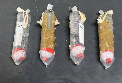 How An Invasive Species Can Be Turned Into A Plus For Maine Lobsters 4 data loggers