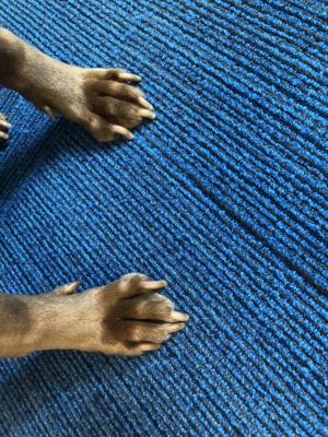 Close-up of a dog's front paws on a blue textured rug during Yappy Hour. Saint Joseph's College of Maine