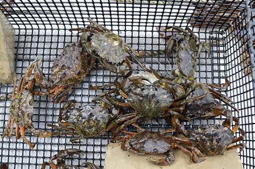 How An Invasive Species Can Be Turned Into A Plus For Maine Lobsters 3 green crabs