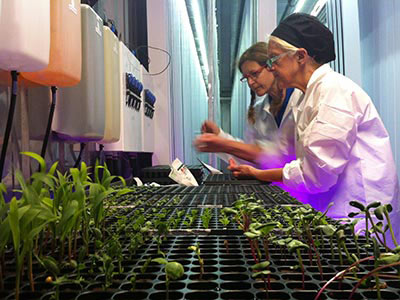 hydroponics Two women in lab coats and hair coverings work with equipment and small plants on a laboratory bench at the Institute for Local Food Systems Innovation. Saint Joseph's College of Maine