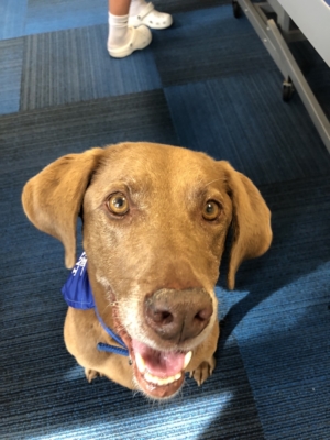 A brown dog with a blue bandana around its neck looks up at the camera with an open mouth, sitting on a blue and black checkered floor, ready for Yappy Hour. Saint Joseph's College of Maine