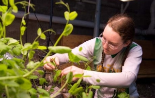 Peas In February? In Maine? 9 A person wearing glasses tends to green peas in a garden. Saint Joseph's College of Maine