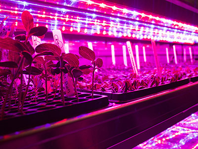 Seedlings Growing In The College's Freight Farm Seedlings growing in the College