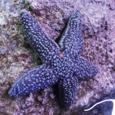 purple starfish