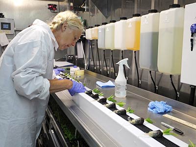 Institute for Local Food Systems Innovation 2 A person in a white lab coat and blue gloves inspects plants in a controlled lab environment at the Institute for Local Food Systems Innovation. Various containers and equipment are visible on the walls and counters. Saint Joseph's College of Maine